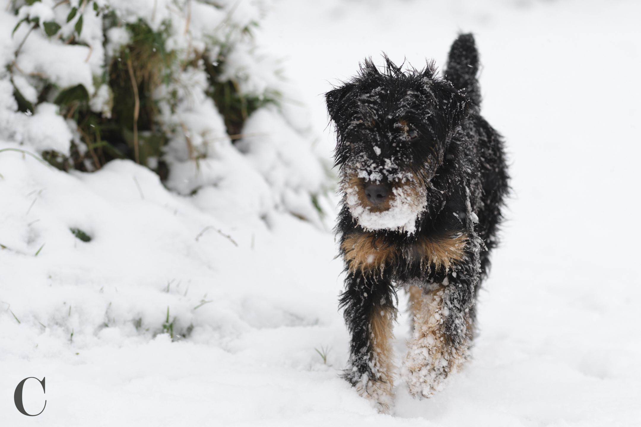 Cécile Le Couédic : photographe canin. photo chien, photographie canine, Manche, Normandie, Bretagne, portrait canin, chiot