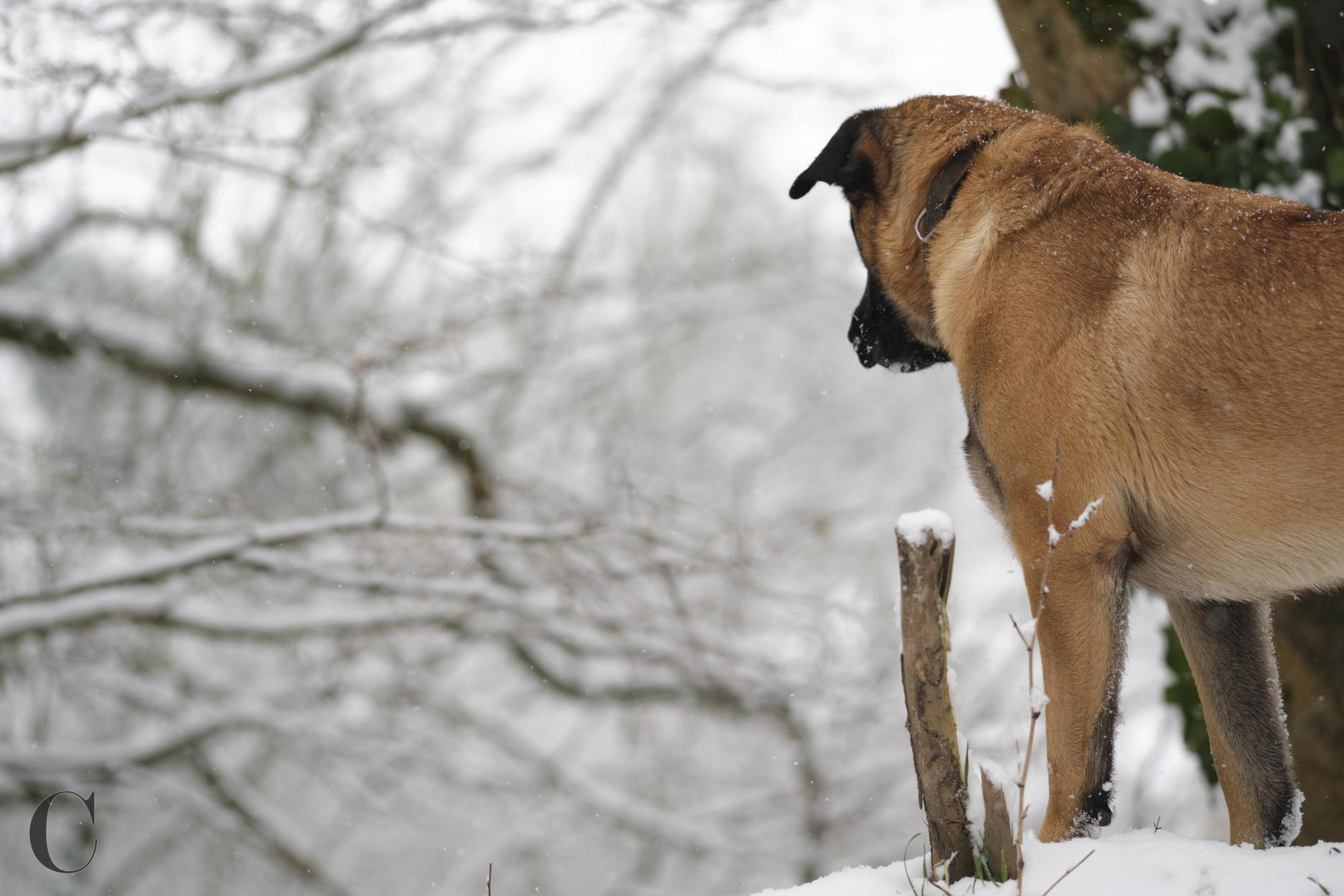 NEIGE182CECILE LE COUEDIC