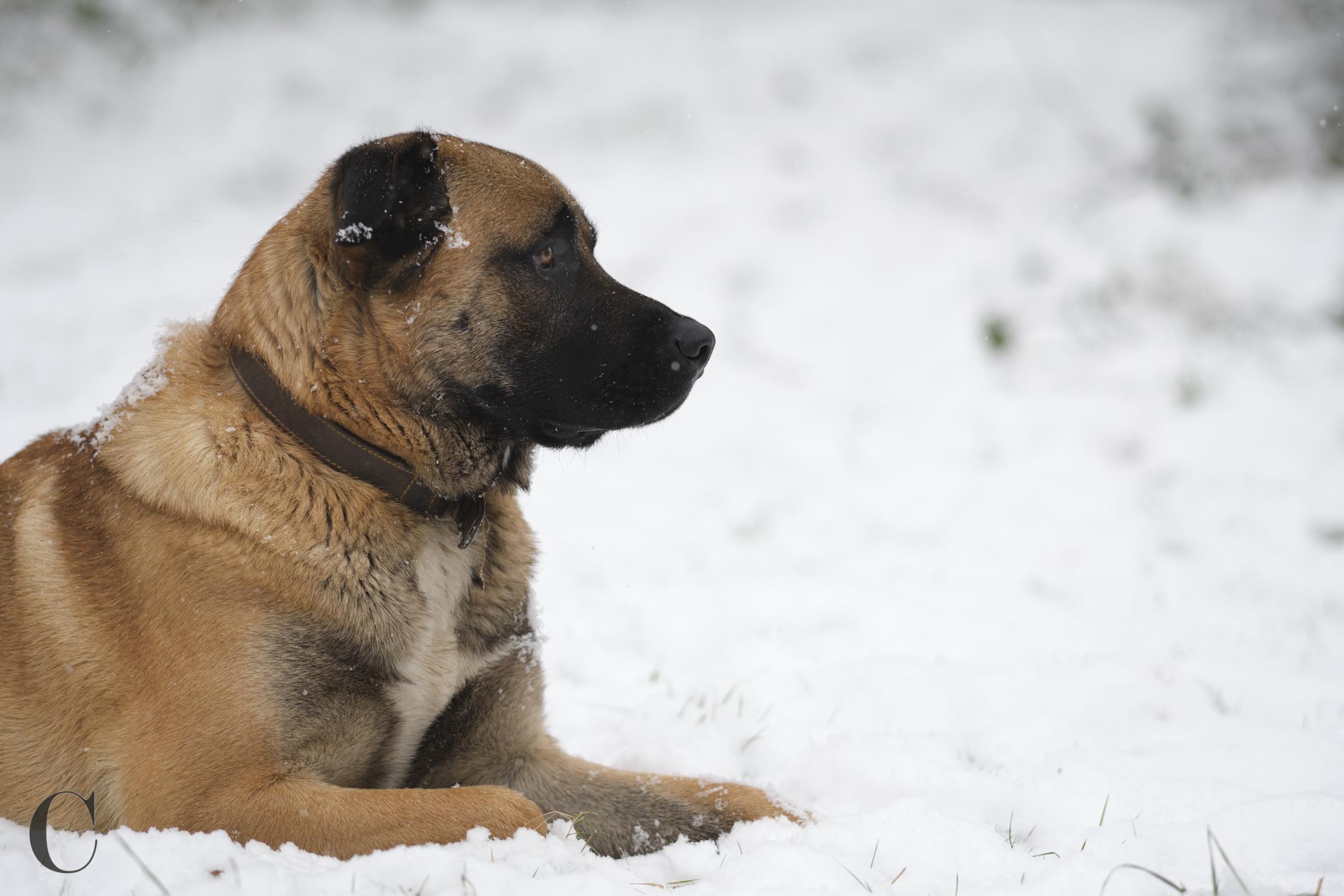 Cécile Le Couédic : photographe canin. photo chien, photographie canine, Manche, Normandie, Bretagne, portrait canin, chiot