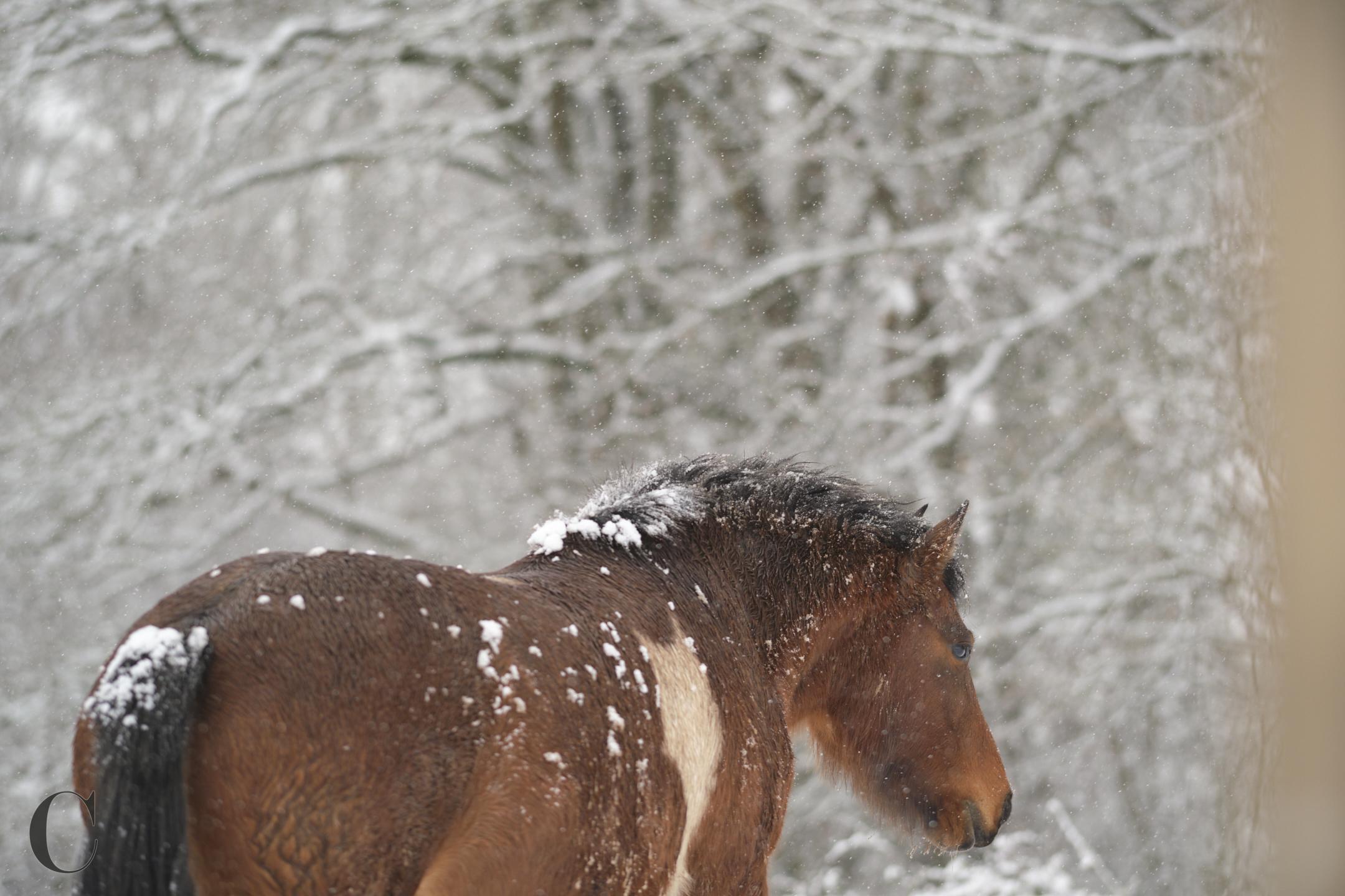 NEIGE215CECILE LE COUEDIC