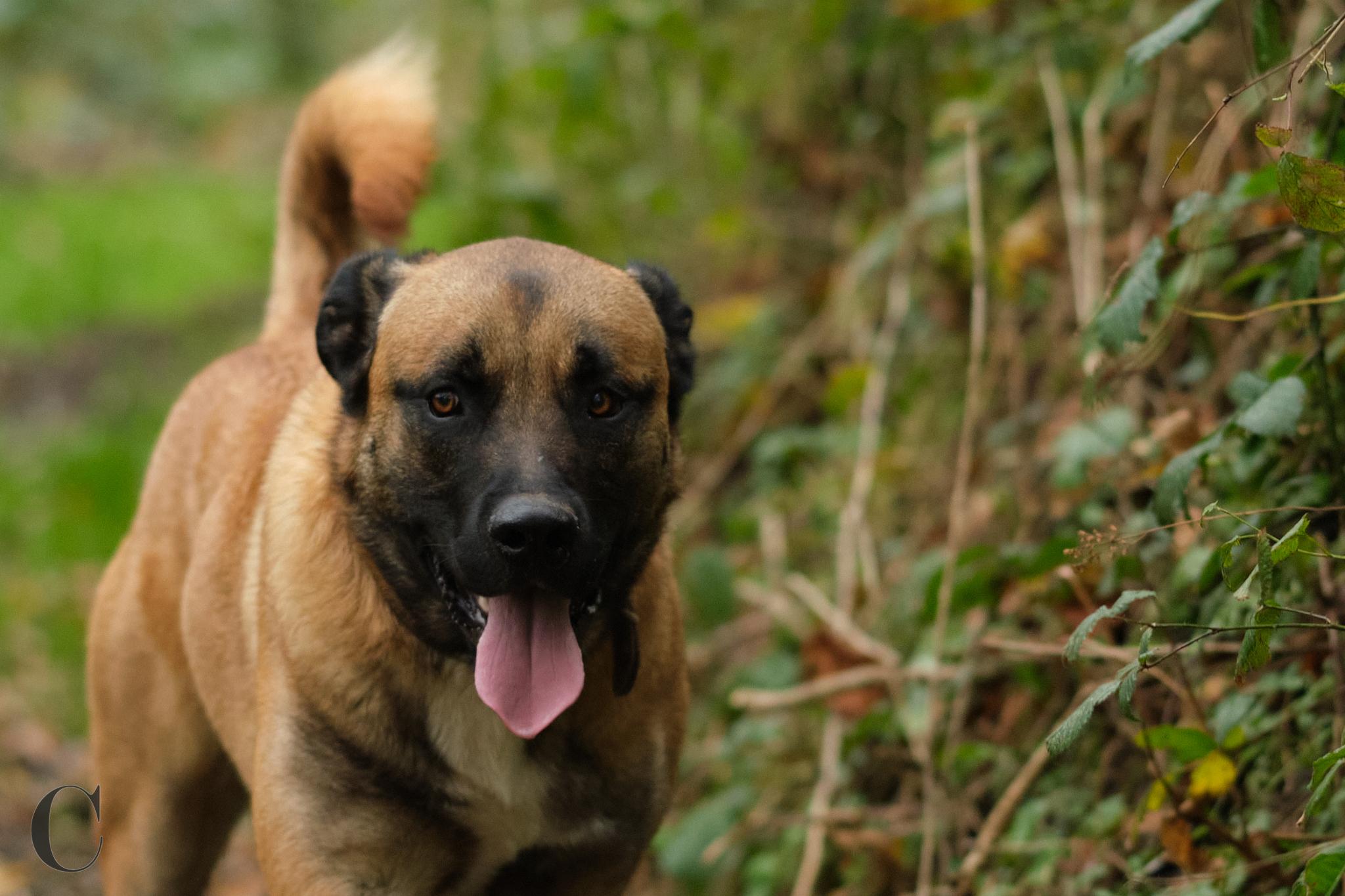 Cécile Le Couédic : photographe canin. photo chien, photographie canine, Manche, Normandie, Bretagne, portrait canin, chiot