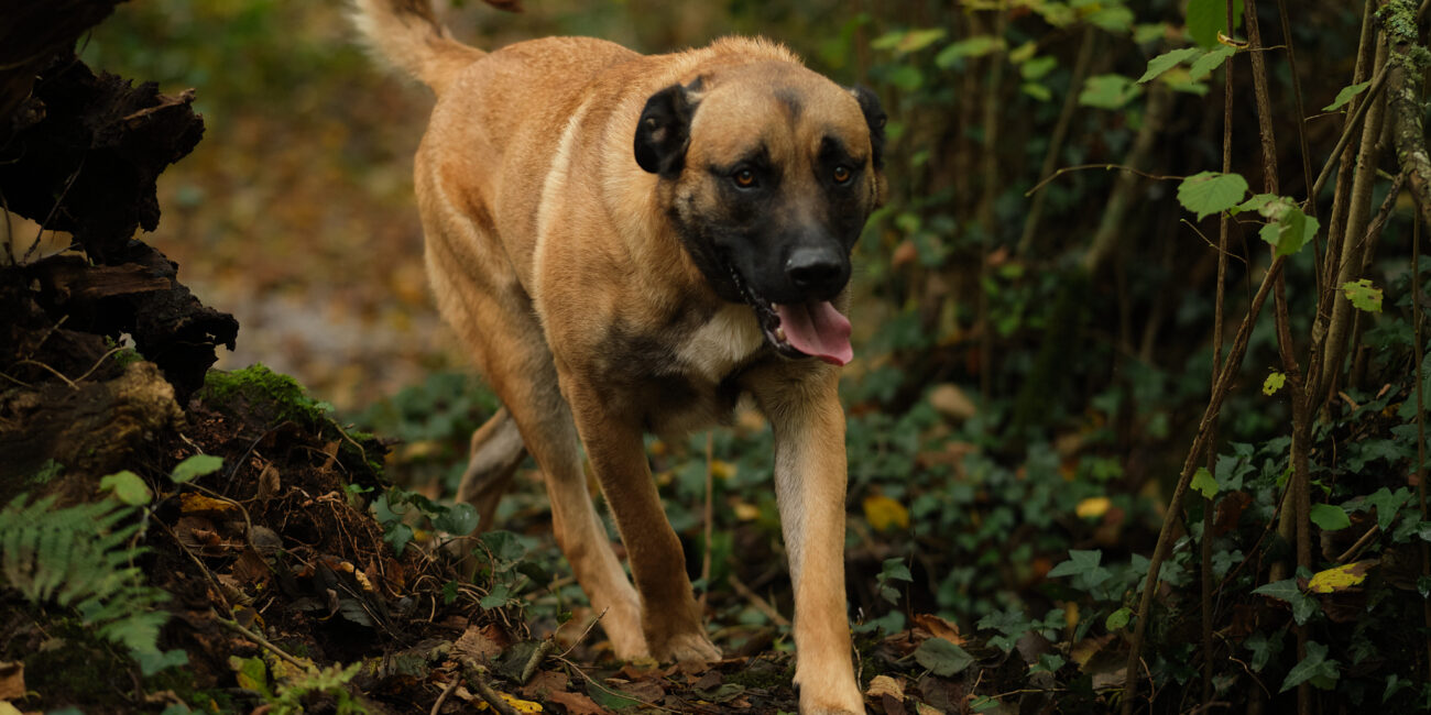 Cécile Le Couédic : photographe canin. photo chien, photographie canine, Manche, Normandie, Bretagne, portrait canin, chiot