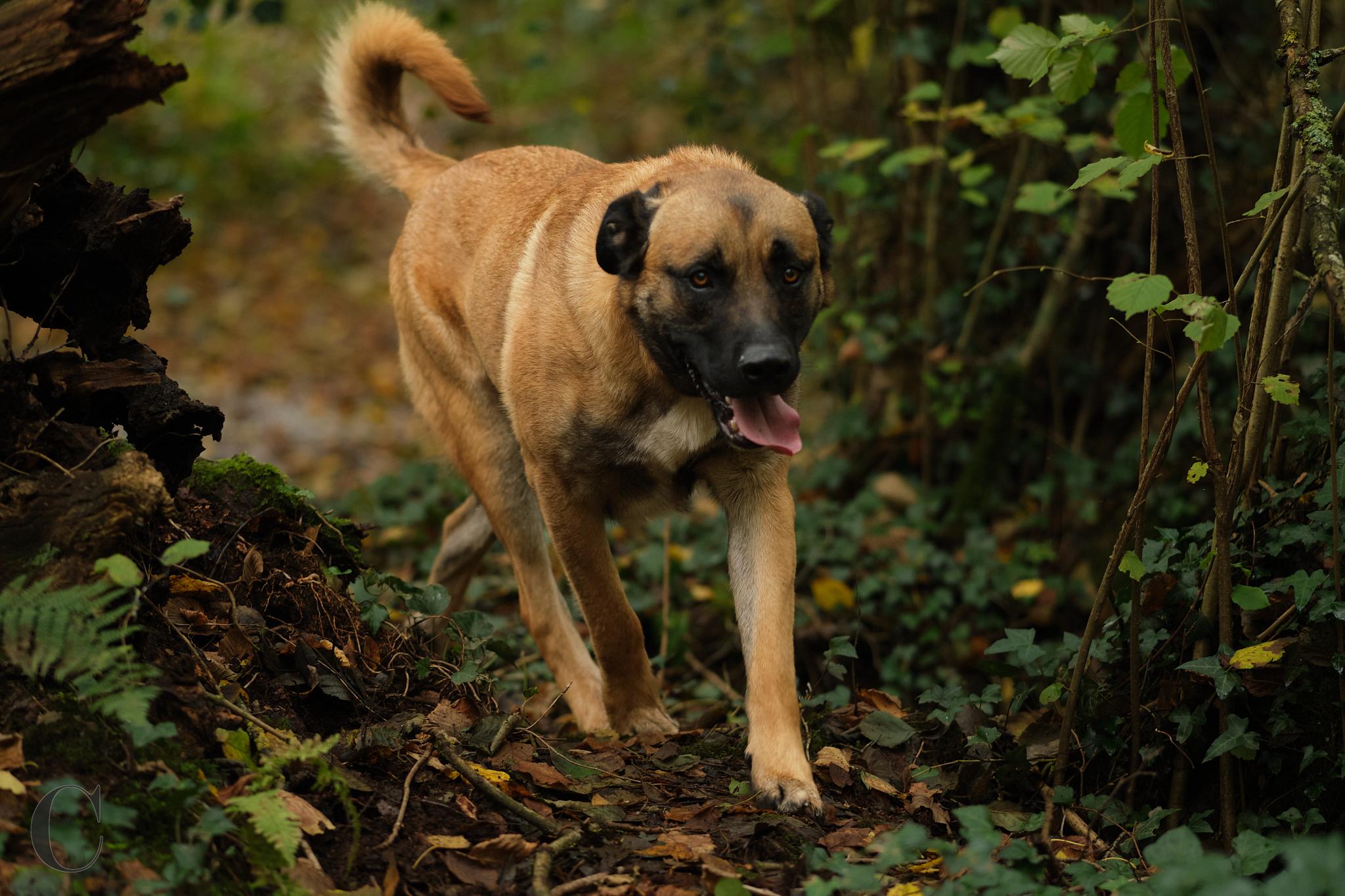 Cécile Le Couédic : photographe canin. photo chien, photographie canine, Manche, Normandie, Bretagne, portrait canin, chiot