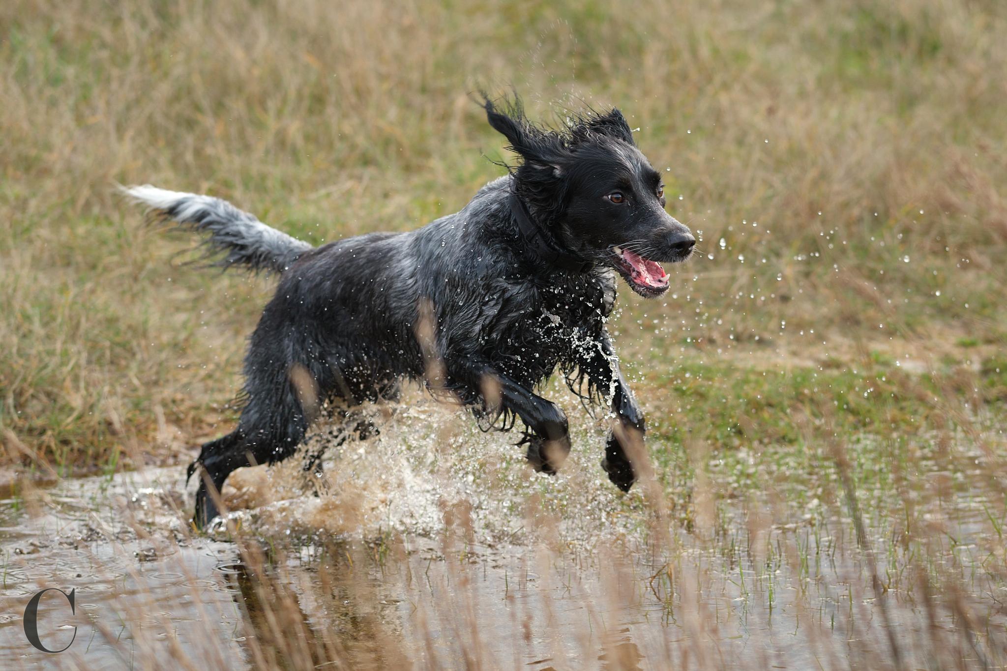 Cécile Le Couédic : photographe canin. photo chien, photographie canine, Manche, Normandie, Bretagne, portrait canin, chiot