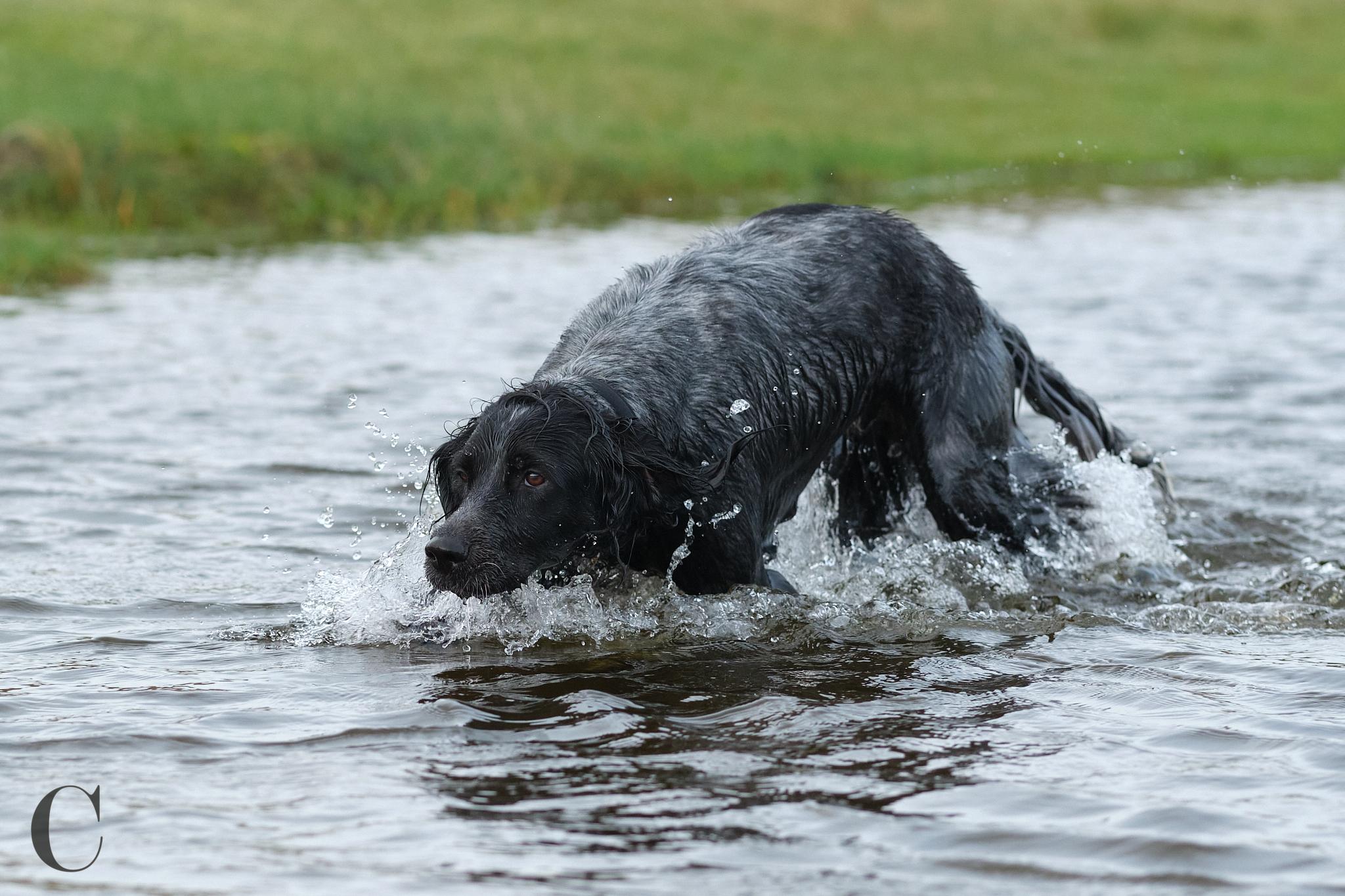 Cécile Le Couédic : photographe canin. photo chien, photographie canine, Manche, Normandie, Bretagne, portrait canin, chiot