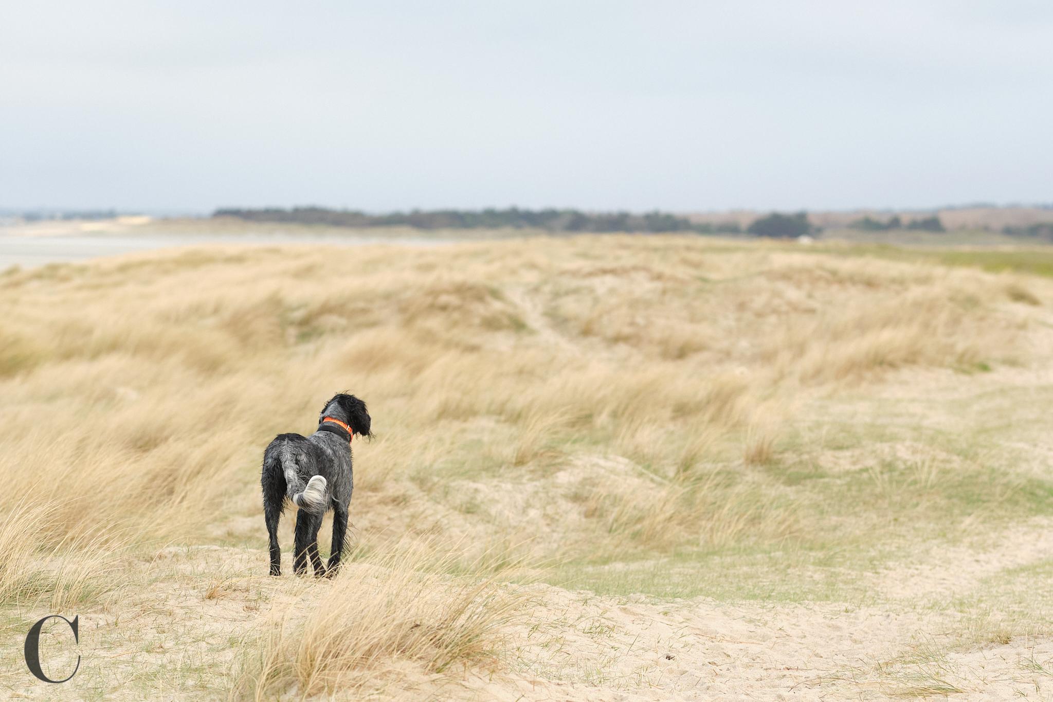 Cécile Le Couédic : photographe canin. photo chien, photographie canine, Manche, Normandie, Bretagne, portrait canin, chiot