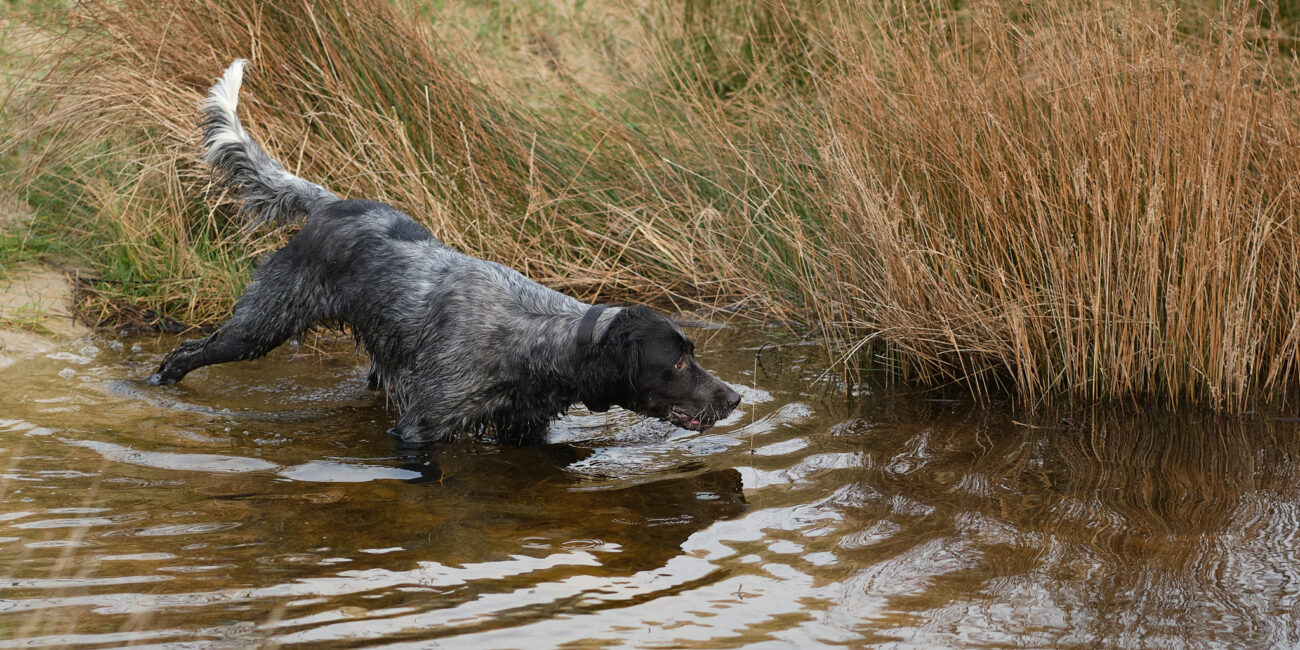 Cécile Le Couédic : photographe canin. photo chien, photographie canine, Manche, Normandie, Bretagne, portrait canin, chiot