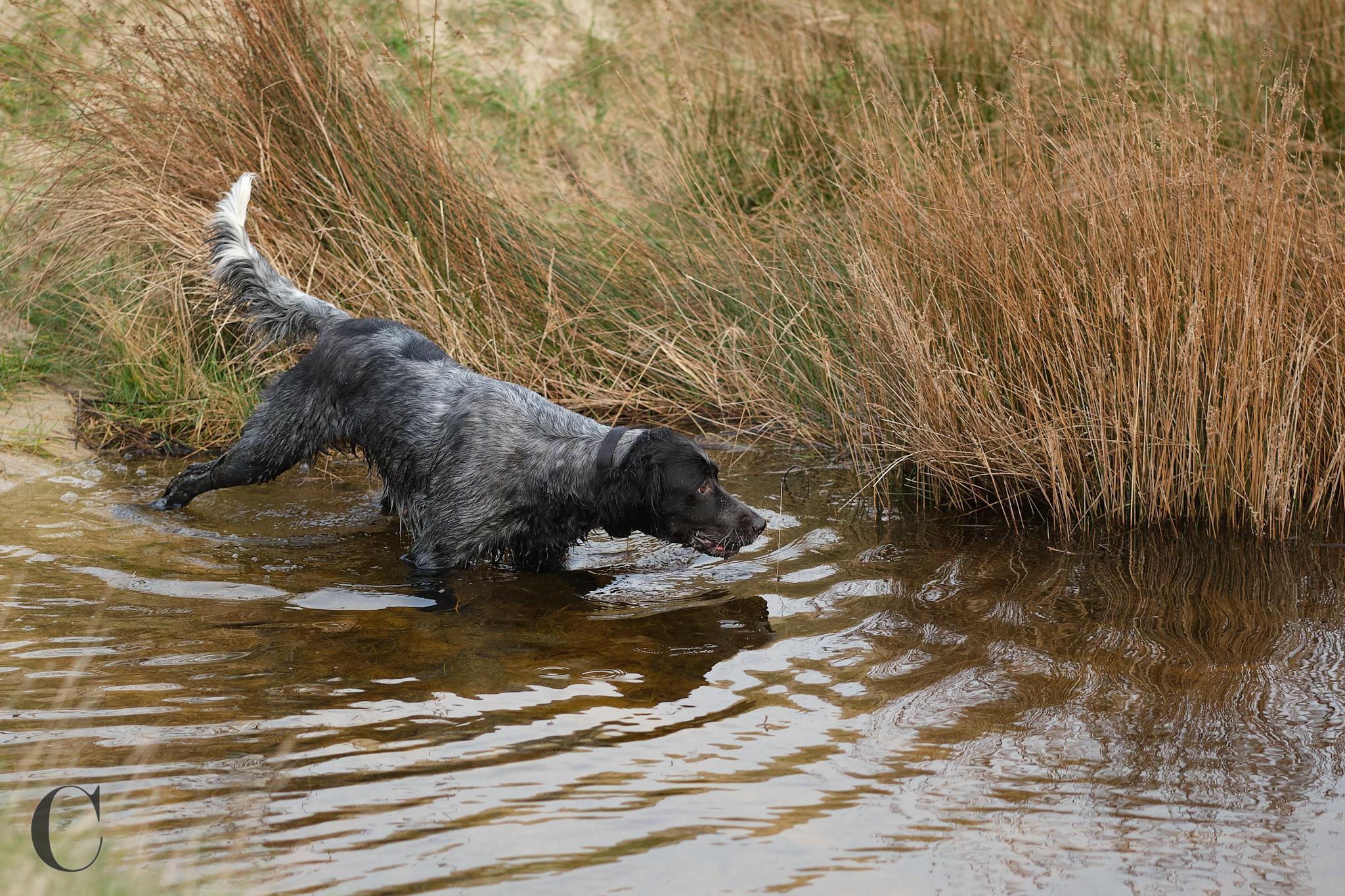 Cécile Le Couédic : photographe canin. photo chien, photographie canine, Manche, Normandie, Bretagne, portrait canin, chiot