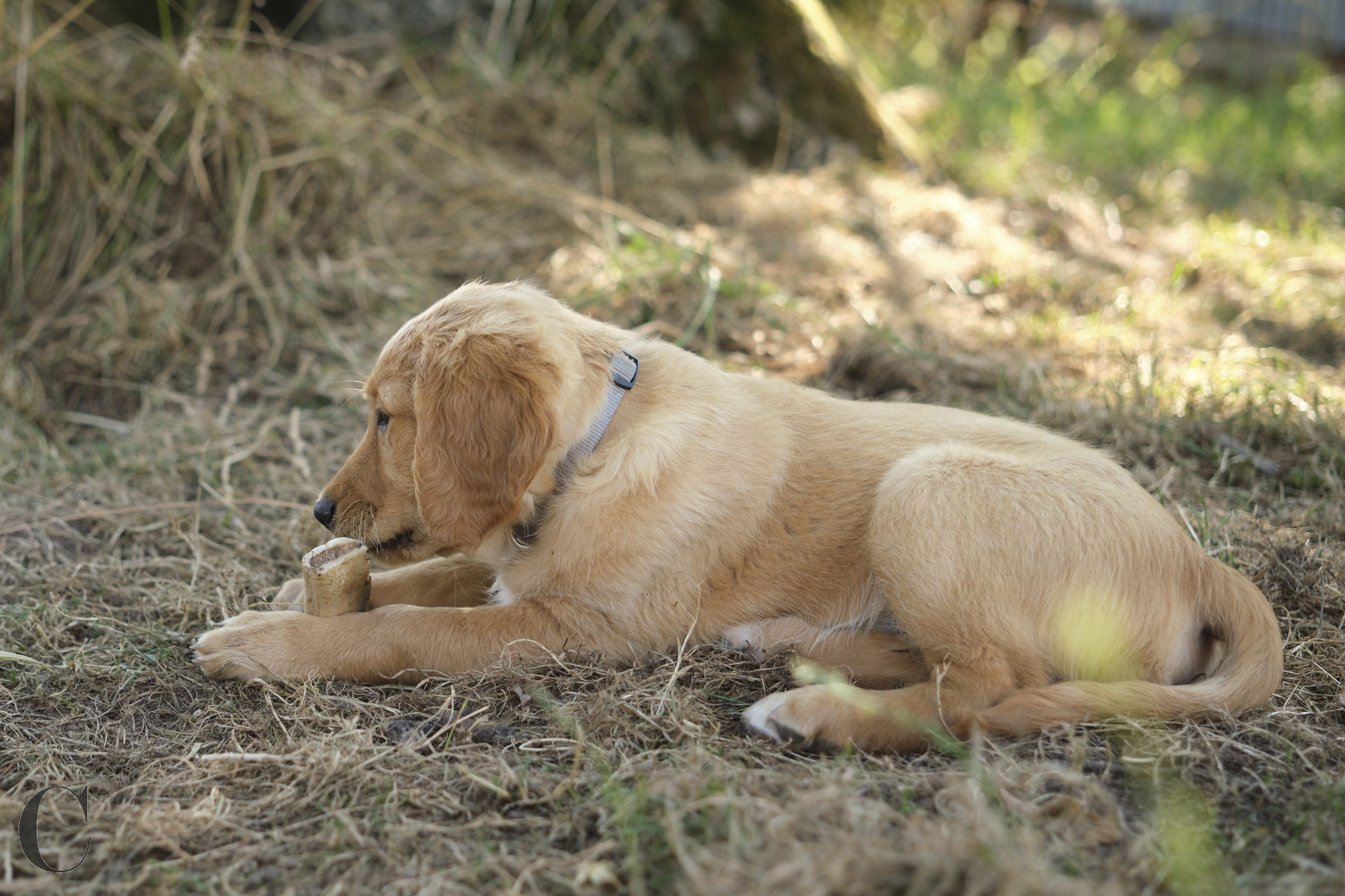 Cécile Le Couédic : photographe canin. photo chien, photographie canine, Manche, Normandie, Bretagne, portrait canin, chiot