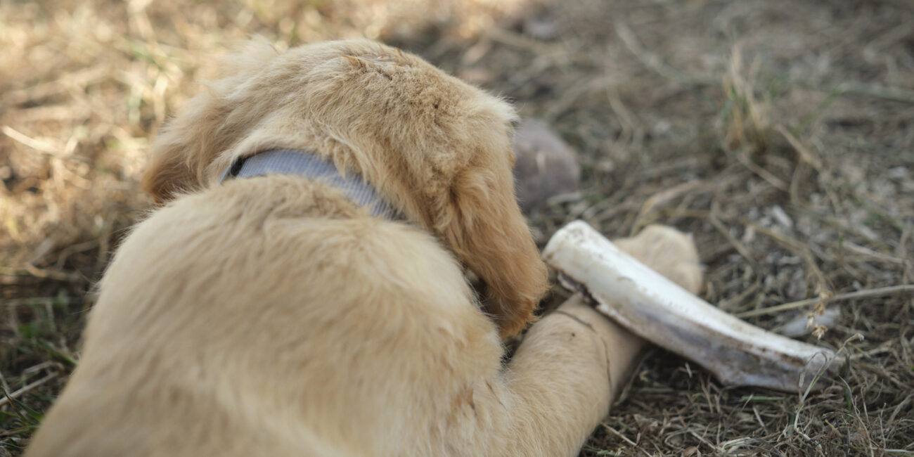 Cécile Le Couédic : photographe canin. photo chien, photographie canine, Manche, Normandie, Bretagne, portrait canin, chiot