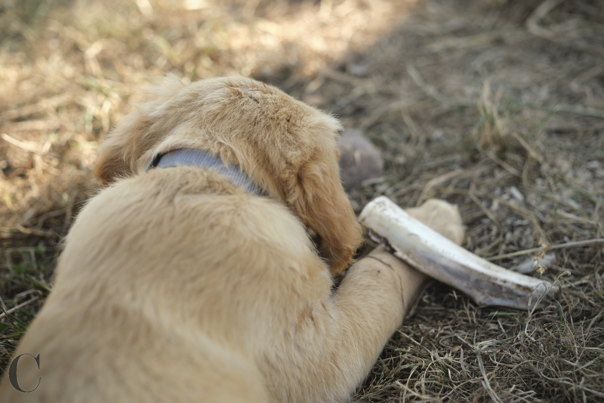 Cécile Le Couédic : photographe canin. photo chien, photographie canine, Manche, Normandie, Bretagne, portrait canin, chiot