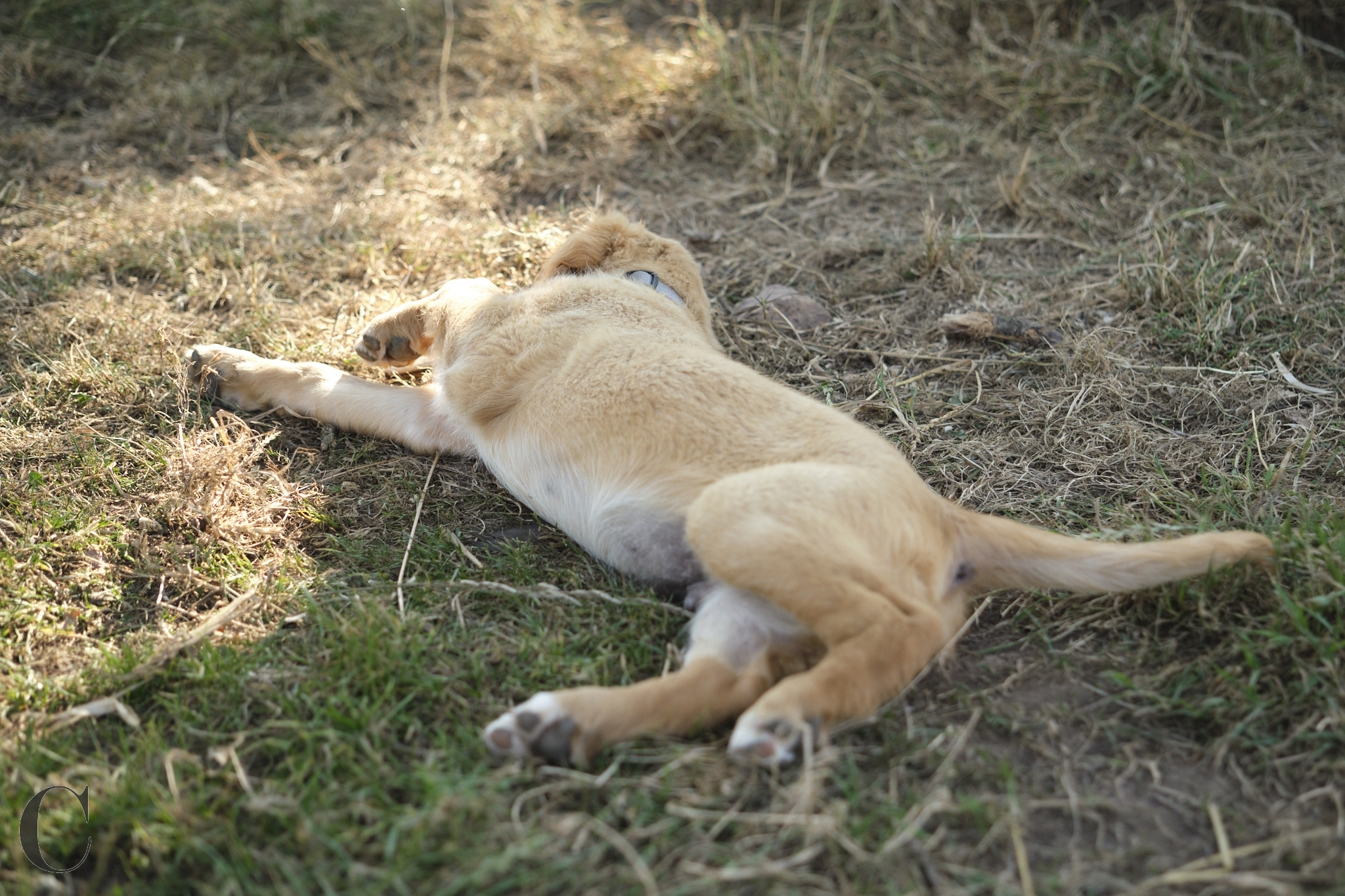 Cécile Le Couédic : photographe canin. photo chien, photographie canine, Manche, Normandie, Bretagne, portrait canin, chiot