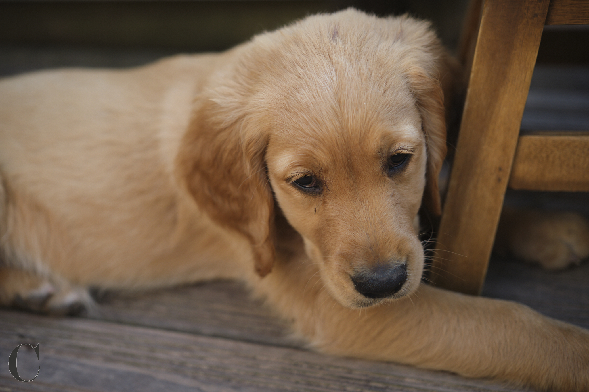 Cécile Le Couédic : photographe canin. photo chien, photographie canine, Manche, Normandie, Bretagne, portrait canin, chiot