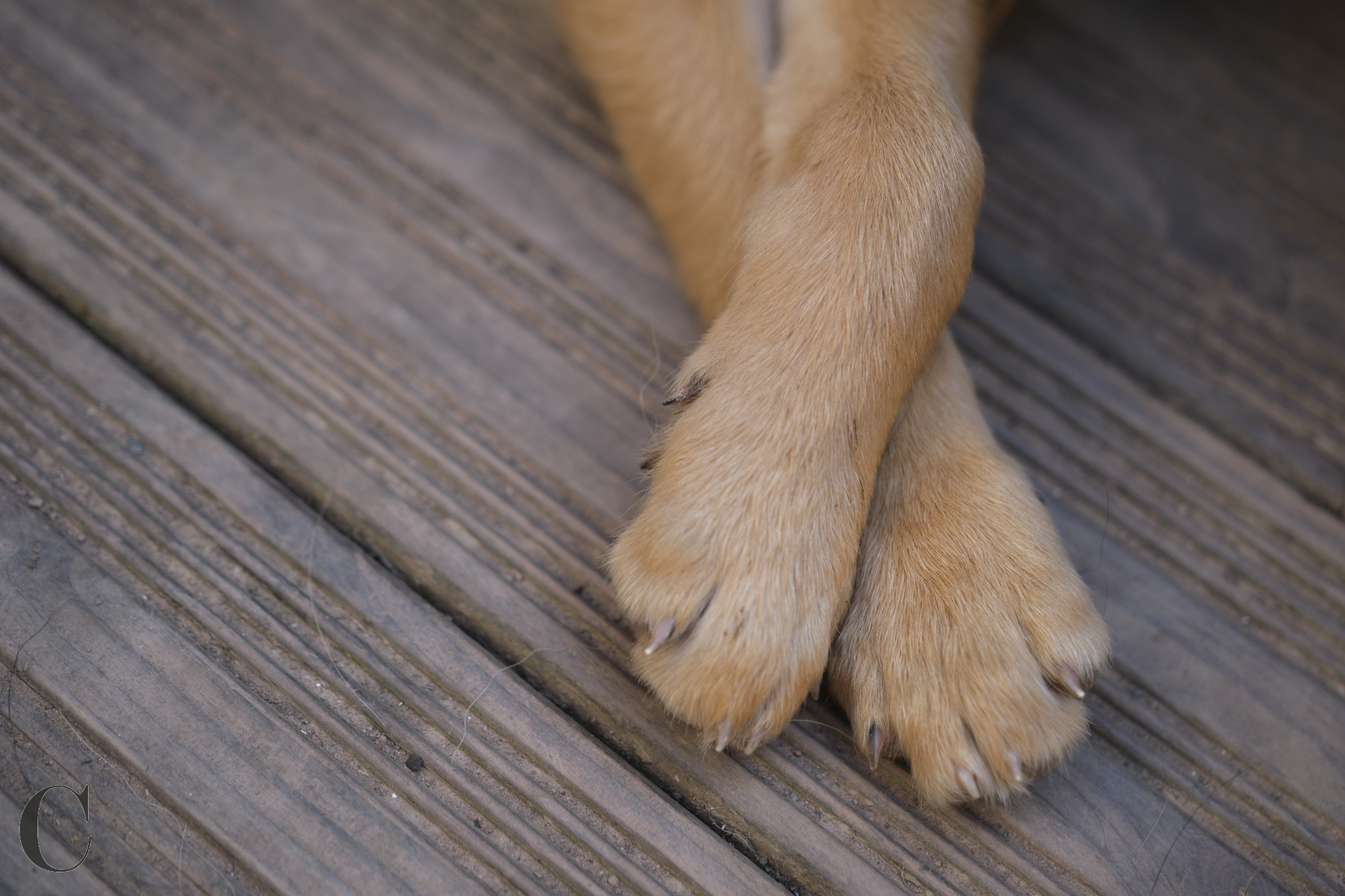 Cécile Le Couédic : photographe canin. photo chien, photographie canine, Manche, Normandie, Bretagne, portrait canin, chiot