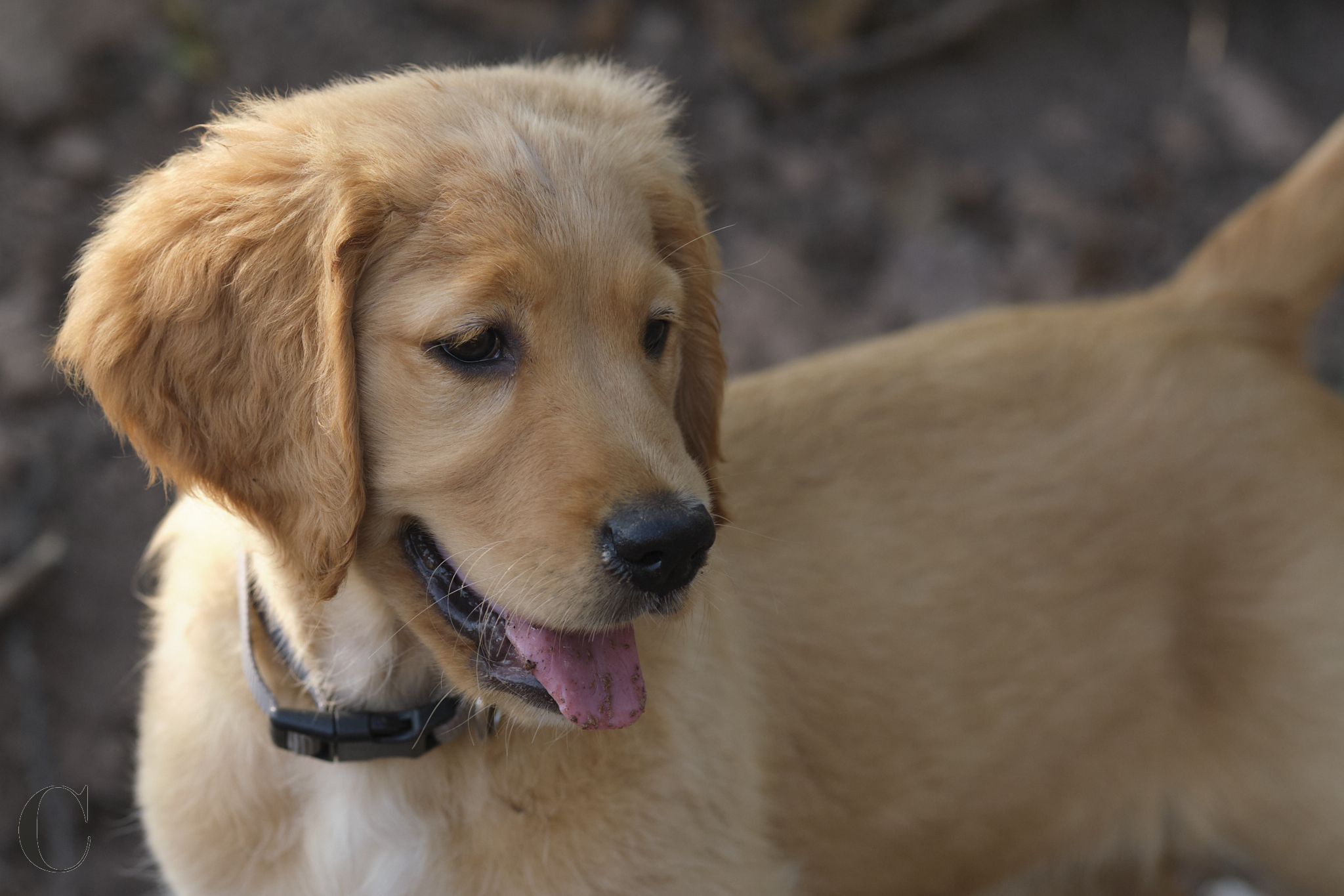 Cécile Le Couédic : photographe canin. photo chien, photographie canine, Manche, Normandie, Bretagne, portrait canin, chiot