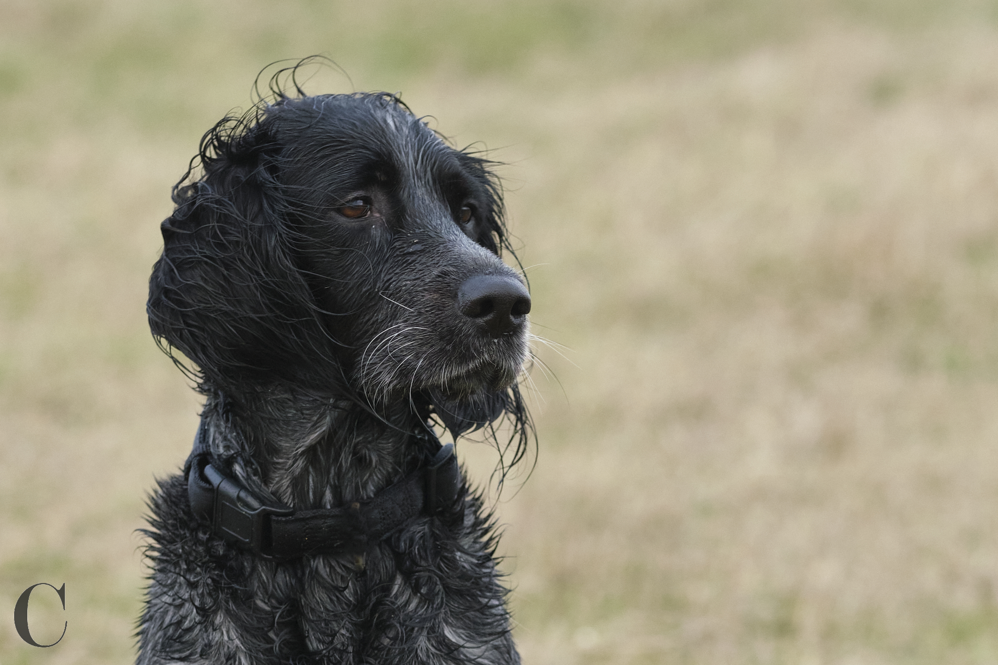 Cécile Le Couédic : photographe canin. photo chien, photographie canine, Manche, Normandie, Bretagne, portrait canin, chiot