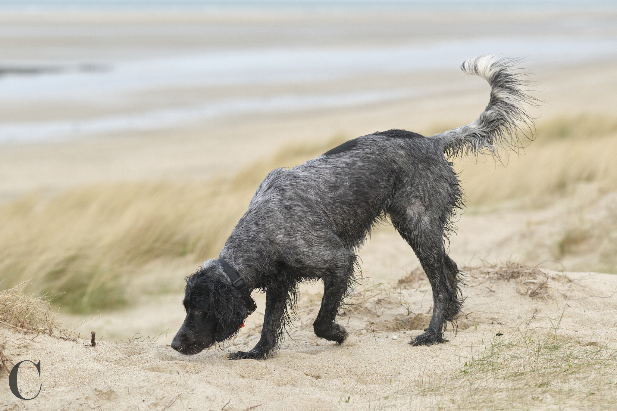 Cécile Le Couédic : photographe canin. photo chien, photographie canine, Manche, Normandie, Bretagne, portrait canin, chiot