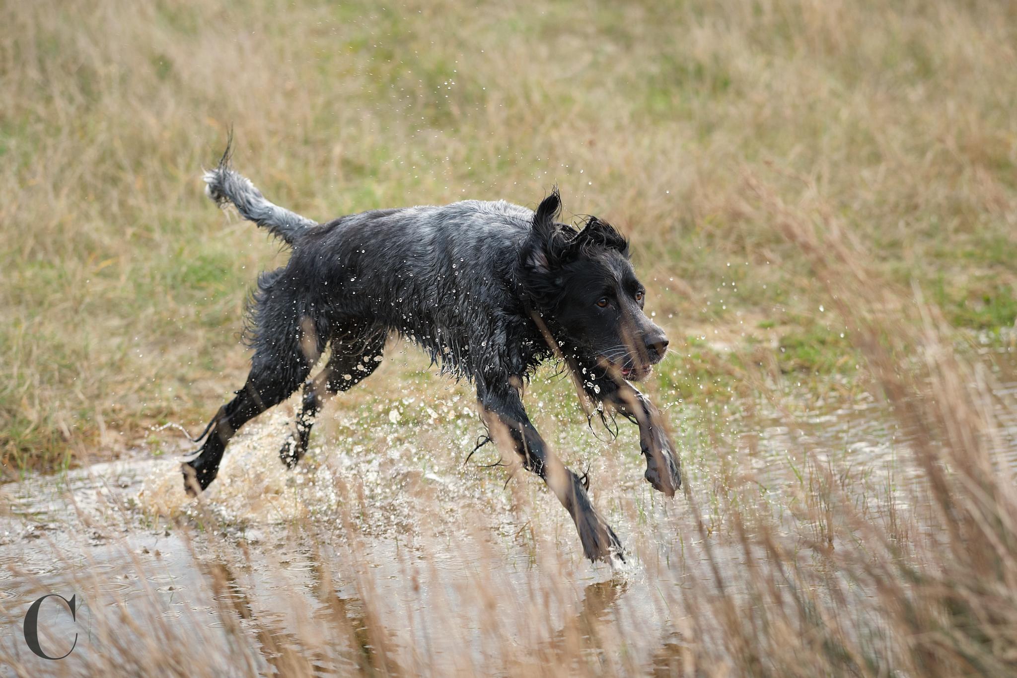 photo chien, photographie canine, Manche, Normandie, Bretagne