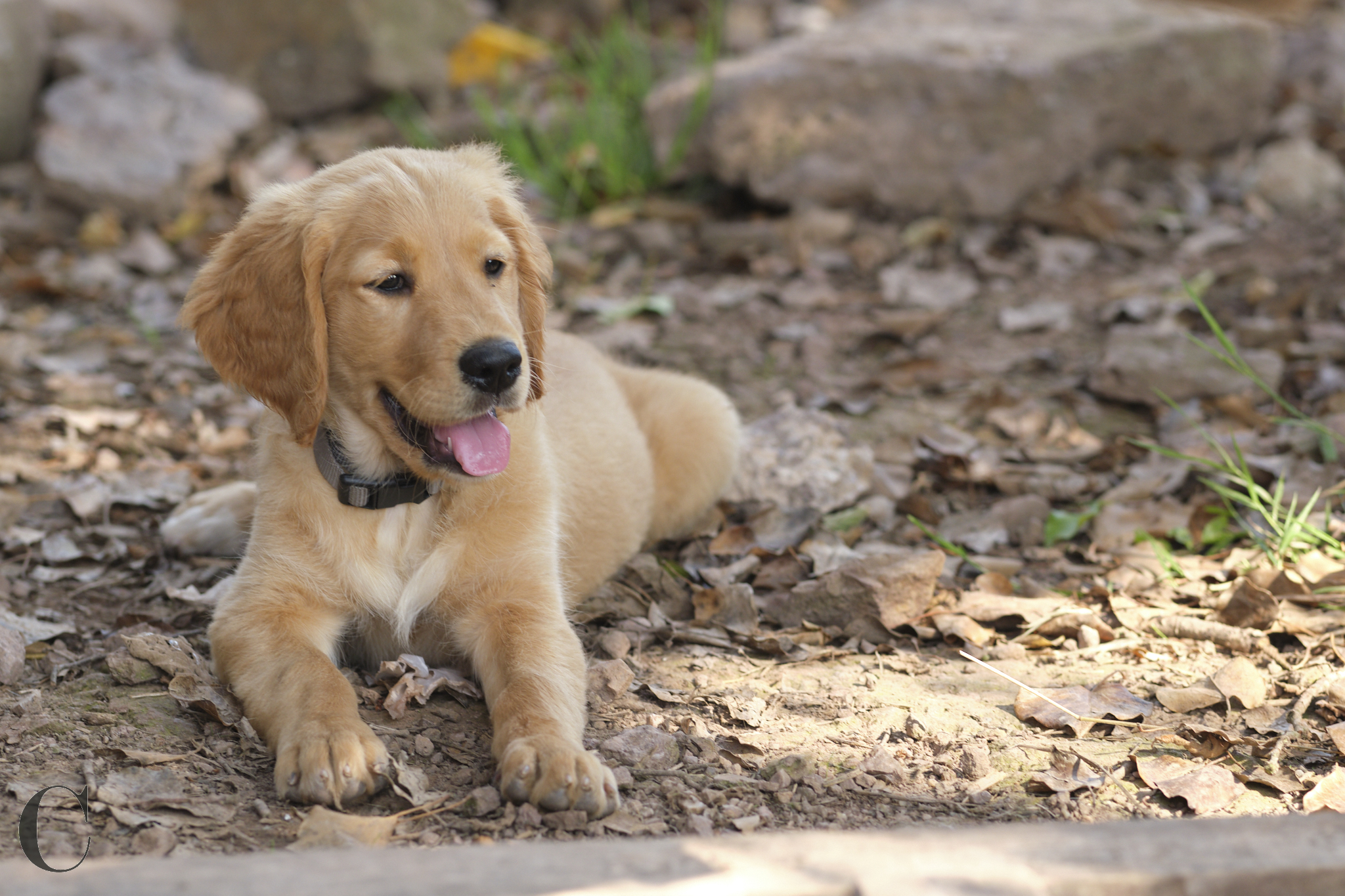 Cécile Le Couédic : photographe canin. photo chien, photographie canine, Manche, Normandie, Bretagne, portrait canin, chiot